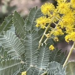 Acacia baileyana (Cootamundra Wattle, Golden Mimosa) at Stirling Park - 22 Jul 2021 by JaneR