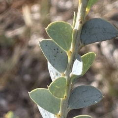 Acacia cultriformis (Knife Leaf Wattle) at Yarralumla, ACT - 22 Jul 2021 by JaneR
