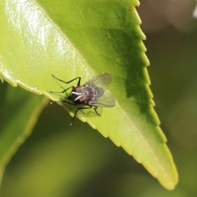 Unidentified True fly (Diptera) at Wodonga - 6 Aug 2021 by Kyliegw