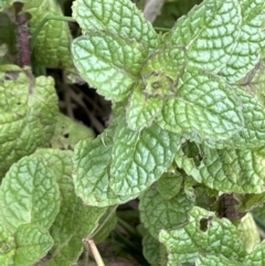 Mentha spicata (Garden Mint) at Stirling Park - 22 Jul 2021 by JaneR