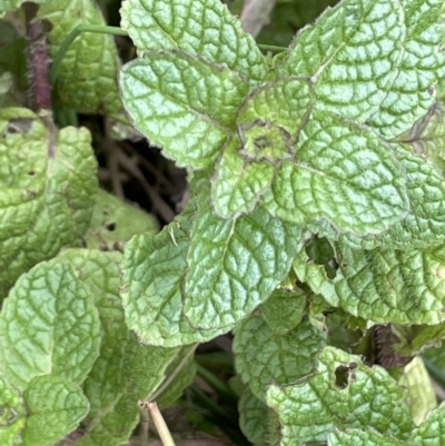 Mentha spicata (Garden Mint) at Stirling Park - 22 Jul 2021 by JaneR