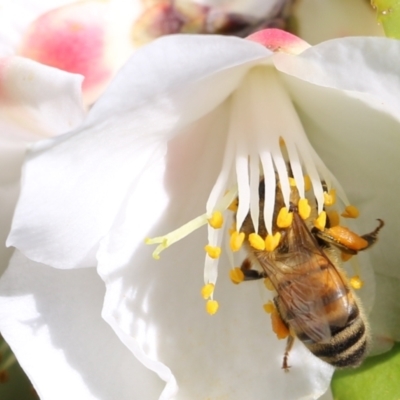 Apis mellifera (European honey bee) at Wodonga - 6 Aug 2021 by Kyliegw
