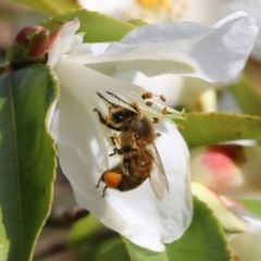 Apis mellifera at Wodonga, VIC - 6 Aug 2021