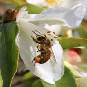 Apis mellifera at Wodonga, VIC - 6 Aug 2021 01:55 PM