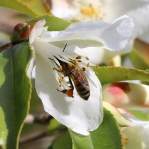 Apis mellifera at Wodonga, VIC - 6 Aug 2021