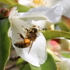 Apis mellifera at Wodonga, VIC - 6 Aug 2021