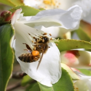 Apis mellifera at Wodonga, VIC - 6 Aug 2021 01:55 PM