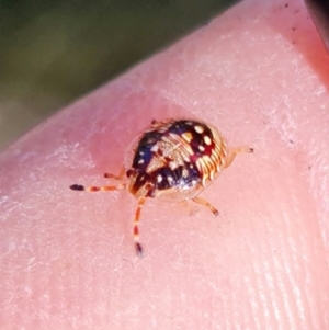 Anischys sp. (genus) at Downer, ACT - 6 Aug 2021