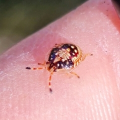 Anischys sp. (genus) (Unidentified Anischys bug) at Downer, ACT - 6 Aug 2021 by RobG1