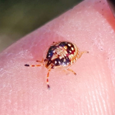 Anischys sp. (genus) (Unidentified Anischys bug) at Black Mountain - 6 Aug 2021 by RobG1