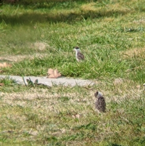 Vanellus miles at Thurgoona, NSW - 6 Aug 2021 01:51 PM