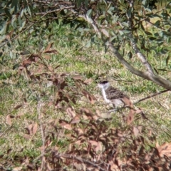 Vanellus miles at Thurgoona, NSW - 6 Aug 2021 01:51 PM