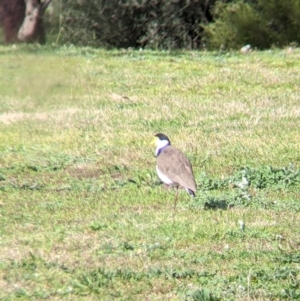 Vanellus miles at Thurgoona, NSW - 6 Aug 2021 01:51 PM