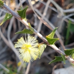 Acacia gunnii (Ploughshare Wattle) at Cook, ACT - 6 Aug 2021 by drakes