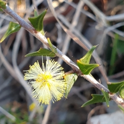 Acacia gunnii (Ploughshare Wattle) at Mount Painter - 5 Aug 2021 by drakes