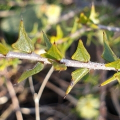 Acacia gunnii at Cook, ACT - 6 Aug 2021