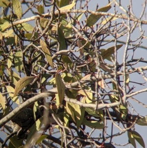 Muellerina eucalyptoides at Ettamogah, NSW - 6 Aug 2021 04:01 PM