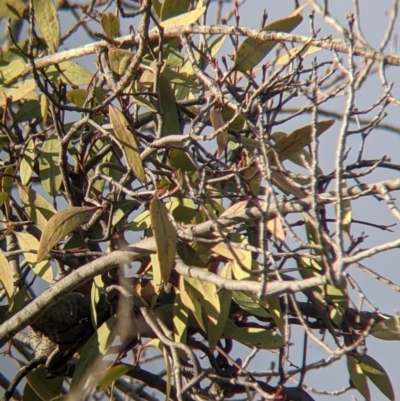 Muellerina eucalyptoides (Creeping Mistletoe) at Ettamogah, NSW - 6 Aug 2021 by Darcy