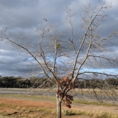 Muellerina eucalyptoides at Ettamogah, NSW - 6 Aug 2021 04:01 PM