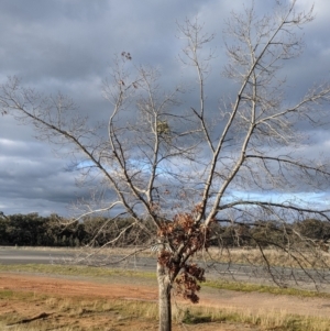 Muellerina eucalyptoides at Ettamogah, NSW - 6 Aug 2021