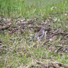 Colluricincla harmonica (Grey Shrikethrush) at Bells TSR - 6 Aug 2021 by Darcy