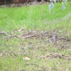 Colluricincla harmonica at Table Top, NSW - 6 Aug 2021 02:02 PM