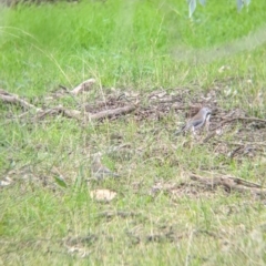 Colluricincla harmonica at Table Top, NSW - 6 Aug 2021 02:02 PM