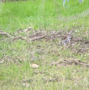 Colluricincla harmonica at Table Top, NSW - 6 Aug 2021 02:02 PM