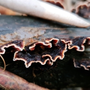 Xylobolus illudens at Paddys River, ACT - 5 Aug 2021