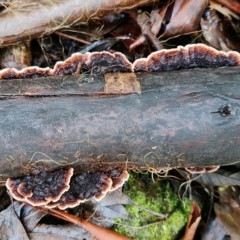 Xylobolus illudens at Paddys River, ACT - 5 Aug 2021