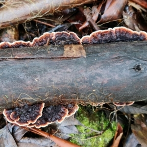 Xylobolus illudens at Paddys River, ACT - 5 Aug 2021