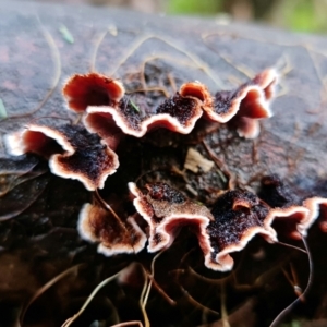 Xylobolus illudens at Paddys River, ACT - 5 Aug 2021