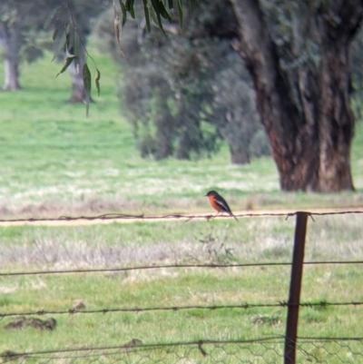 Petroica phoenicea (Flame Robin) at Table Top, NSW - 6 Aug 2021 by Darcy