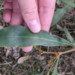 Acacia pycnantha (Golden Wattle) at Albury - 6 Aug 2021 by Darcy