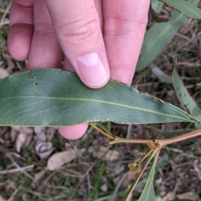 Acacia pycnantha (Golden Wattle) at Table Top, NSW - 6 Aug 2021 by Darcy