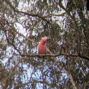 Eolophus roseicapilla at Table Top, NSW - 6 Aug 2021