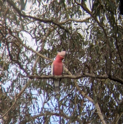 Eolophus roseicapilla (Galah) at Table Top, NSW - 6 Aug 2021 by Darcy