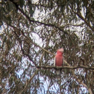 Eolophus roseicapilla at Table Top, NSW - 6 Aug 2021