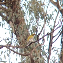 Oriolus sagittatus (Olive-backed Oriole) at Table Top, NSW - 6 Aug 2021 by Darcy