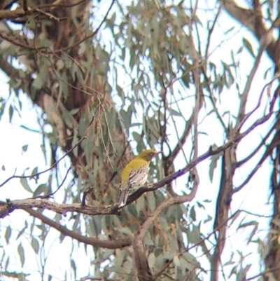 Oriolus sagittatus (Olive-backed Oriole) at Table Top, NSW - 6 Aug 2021 by Darcy