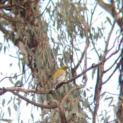 Oriolus sagittatus (Olive-backed Oriole) at Bells TSR - 6 Aug 2021 by Darcy