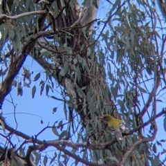 Oriolus sagittatus at Table Top, NSW - 6 Aug 2021 02:10 PM