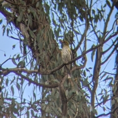 Oriolus sagittatus at Table Top, NSW - 6 Aug 2021 02:10 PM