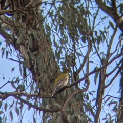 Oriolus sagittatus at Table Top, NSW - 6 Aug 2021