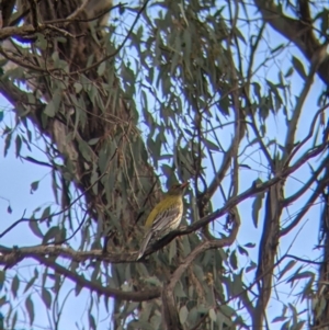 Oriolus sagittatus at Table Top, NSW - 6 Aug 2021