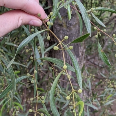 Acacia verniciflua (Varnish Wattle) at Table Top, NSW - 6 Aug 2021 by Darcy