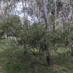 Acacia verniciflua at Table Top, NSW - 6 Aug 2021 02:11 PM