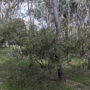 Acacia verniciflua at Table Top, NSW - 6 Aug 2021 02:11 PM