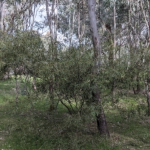 Acacia verniciflua at Table Top, NSW - 6 Aug 2021