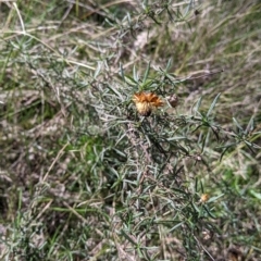 Xerochrysum viscosum (Sticky Everlasting) at Table Top, NSW - 6 Aug 2021 by Darcy